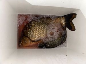 Common Carp