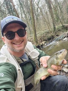 Brown Trout