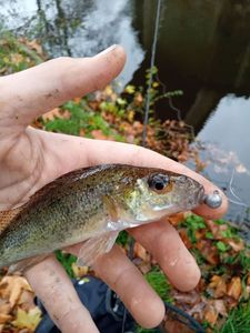 Ruffe