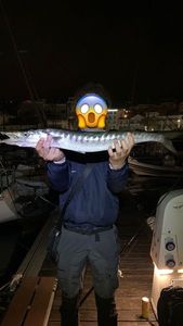 Great Barracuda