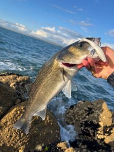 European Bass (Seabass)