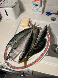 Mackerel