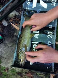 Brown Trout