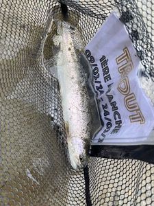 Rainbow Trout