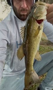 Largemouth Bass