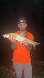 Barbel