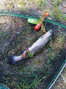 Rainbow Trout