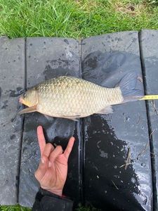 Crucian Carp