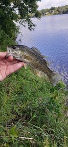 Smallmouth Bass