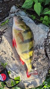 European Perch