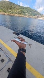 Greenback Horse Mackerel
