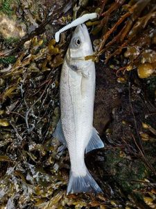 European Bass (Seabass)