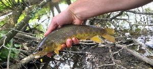 Brown Trout
