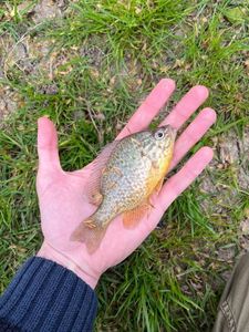 Green Sunfish