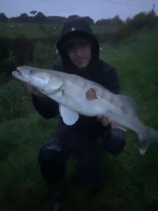 Zander