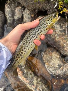 Brown Trout