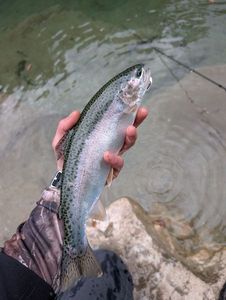 Rainbow Trout
