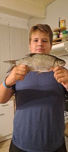 Common Bream