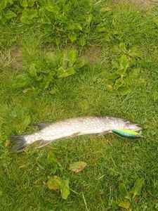 Northern Pike