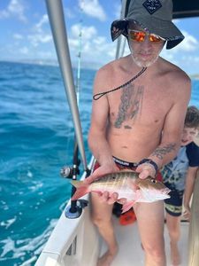 Black Spot Snapper
