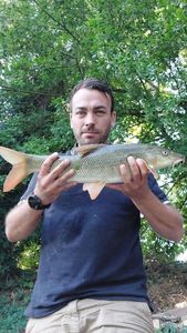 Barbel
