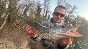 Northern Pike