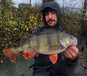 European Perch