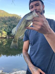 Largemouth Bass