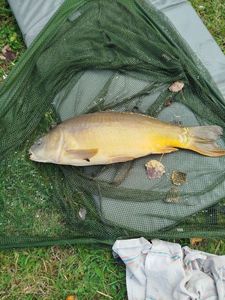 Mirror Carp