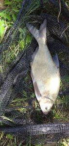 Common Bream