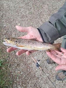 Brown Trout