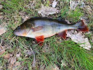 European Perch