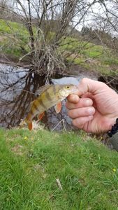 European Perch