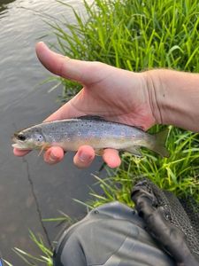 Brown Trout