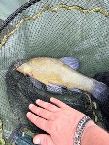 Tench