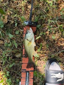 Largemouth Bass