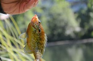 Prussian Carp