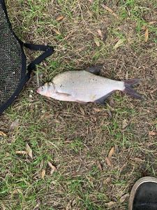 Common Bream