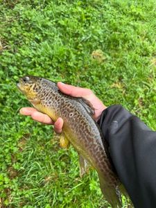 Brown Trout