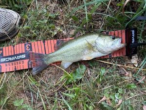 Largemouth Bass