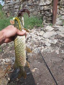 Northern Pike