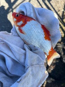 African Red Snapper