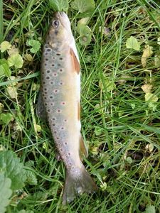 Brown Trout