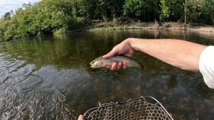Brown Trout