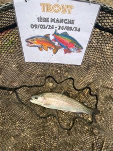 Rainbow Trout