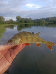 European Perch