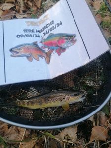 Brown Trout