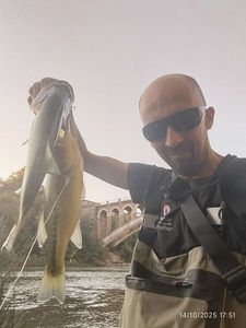 Largemouth Bass