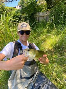 Largemouth Bass