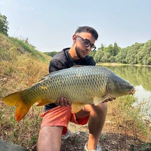Common Carp